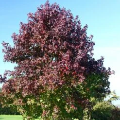Liquidambar Styraciflua 'Worplesdon' -RootJoy Sales Shop tr0000004100 card4 lg