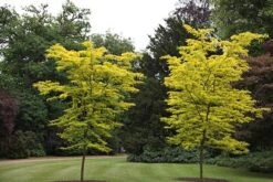 Gleditsia Triacanthos F. Inermis 'Sunburst' -RootJoy Sales Shop tr0000004573 card3 lg
