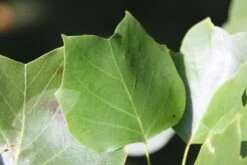 Liriodendron Tulipifera -RootJoy Sales Shop tr0000004577 card4 lg