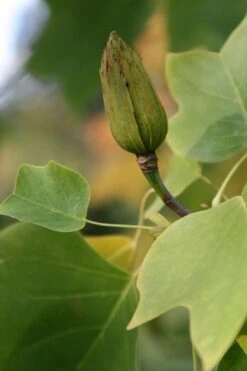 Liriodendron Tulipifera -RootJoy Sales Shop tr0000004577 card5 lg