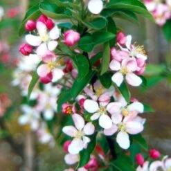 Malus × Zumi 'Golden Hornet' 5 Malus × Zumi 'Golden Hornet' -RootJoy Sales Shop tr0000004585 card3 lg