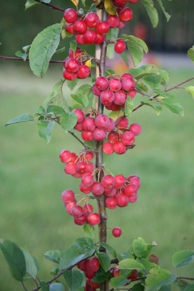 Malus × Robusta 'Red Sentinel' 4 Malus × Robusta 'Red Sentinel' - Image 4