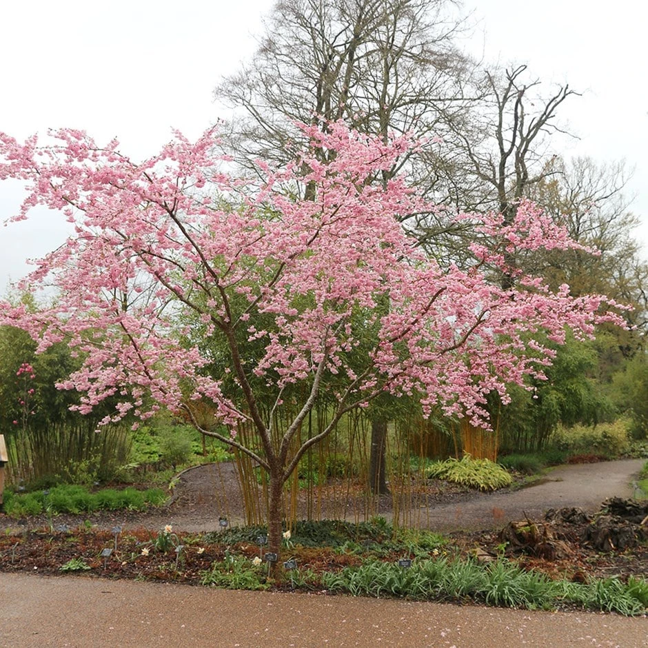 Prunus 'Accolade' 1 Prunus 'Accolade'