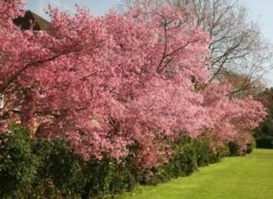 Prunus × Incam 'Okamé' -RootJoy Sales Shop tr0000004630 card3 lg