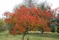 Prunus × Incam 'Okamé' -RootJoy Sales Shop tr0000004630 card4 lg