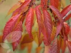 Prunus × Incam 'Okamé' -RootJoy Sales Shop tr0000004630 card5 lg