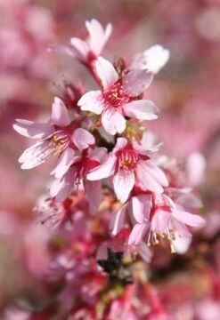 Prunus × Incam 'Okamé' -RootJoy Sales Shop tr0000004630 card6 lg