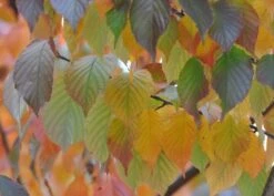 Prunus Serrula -RootJoy Sales Shop tr0000004639 card3 lg