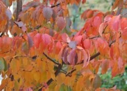 Prunus Serrula -RootJoy Sales Shop tr0000004639 card4 lg