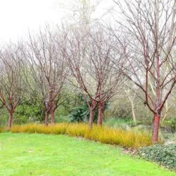 Prunus Serrula -RootJoy Sales Shop tr0000004639 card5 lg