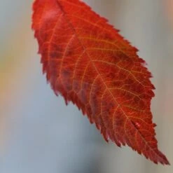 Prunus 'Kiku-shidare-zakura' -RootJoy Sales Shop tr0000004643 card3 lg