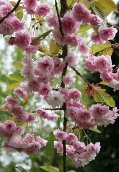 Prunus 'Kiku-shidare-zakura' -RootJoy Sales Shop tr0000004643 card4 lg