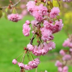 Prunus 'Kiku-shidare-zakura' -RootJoy Sales Shop tr0000004643 card5 lg