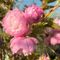 Prunus 'Pink Perfection' -RootJoy Sales Shop tr0000004644 card3 lg
