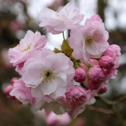 Prunus 'Fugenzō'