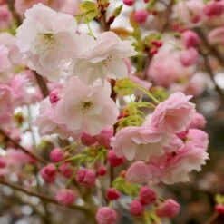 Prunus 'Fugenzō' -RootJoy Sales Shop tr0000004645 card5 lg
