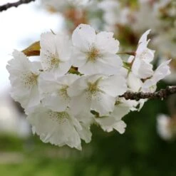Prunus 'Tai-haku' -RootJoy Sales Shop tr0000004647 card3 lg