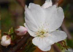 Prunus 'Tai-haku' -RootJoy Sales Shop tr0000004647 card4 lg