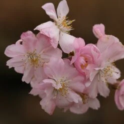New Arrival 3 Prunus × Subhirtella 'Autumnalis Rosea'