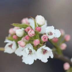 Pyrus Calleryana 'Chanticleer'