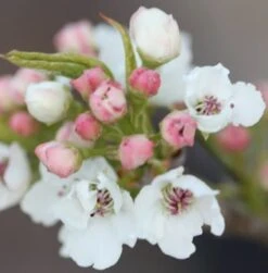 Pyrus Calleryana 'Chanticleer' -RootJoy Sales Shop tr0000004667 card4 lg