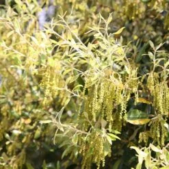 Quercus Ilex -RootJoy Sales Shop tr0000004676 card3 lg