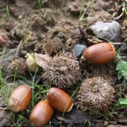 Quercus Robur -RootJoy Sales Shop tr0000004679 card3 lg