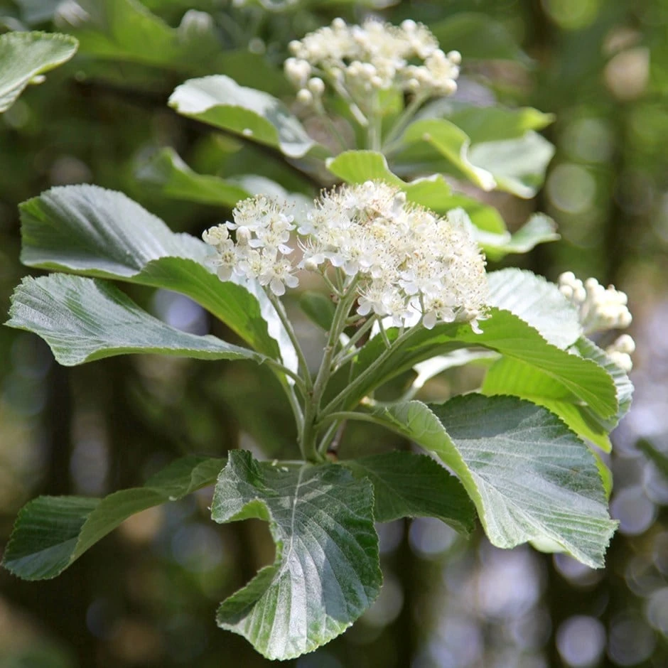 Sorbus Aria 'Lutescens' 1 Sorbus Aria 'Lutescens'