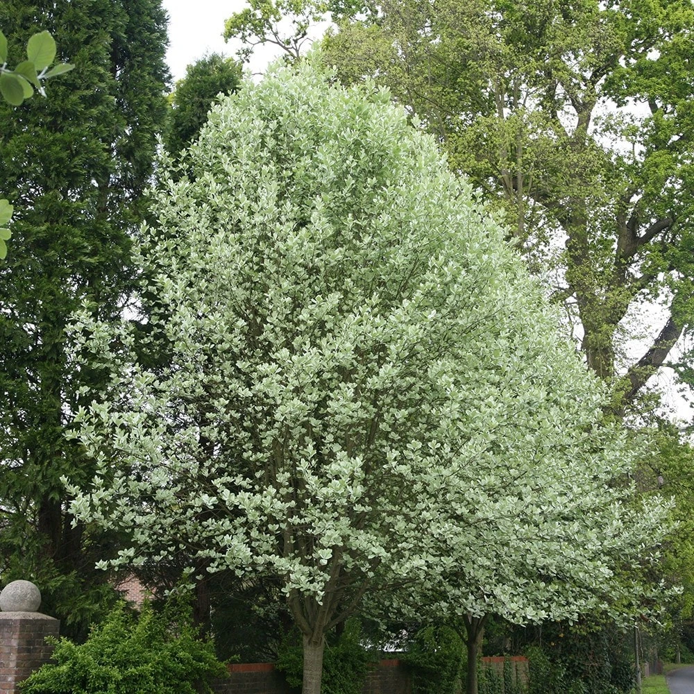 Sorbus Aria 'Lutescens' 2 Sorbus Aria 'Lutescens' - Image 2