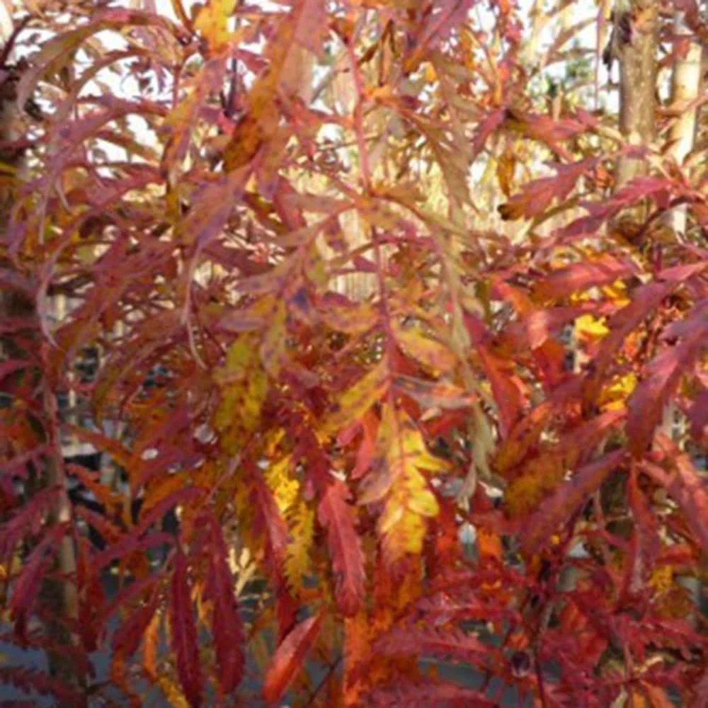 Sorbus 'Chinese Lace' 2 Sorbus 'Chinese Lace' - Image 2