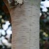 Betula Utilis Subsp. Jacquemontii 'Grayswood Ghost'
