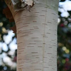 Betula Utilis Subsp. Jacquemontii 'Grayswood Ghost'