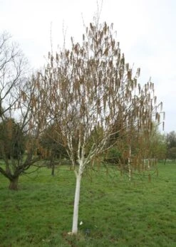 Betula Utilis Subsp. Jacquemontii 'Grayswood Ghost' -RootJoy Sales Shop tr0000078429 card3 lg