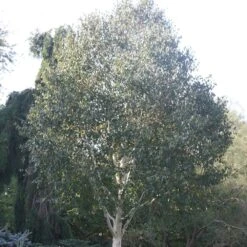 Betula Utilis Subsp. Jacquemontii 'Grayswood Ghost' -RootJoy Sales Shop tr0000078429 card4 lg