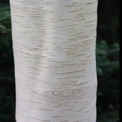 Betula Utilis Subsp. Jacquemontii 'Grayswood Ghost' -RootJoy Sales Shop tr0000078429 card5 lg