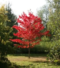 Acer Rubrum 'October Glory'