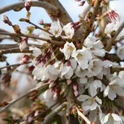 Prunus 'Snow Showers' -RootJoy Sales Shop tr2000018169 card3 lg