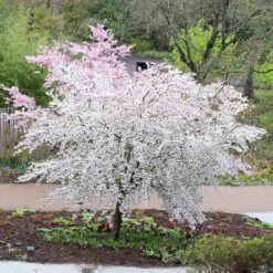 Prunus 'The Bride' 5 Prunus 'The Bride' -RootJoy Sales Shop tr2000018170 card3 lg