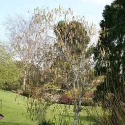 Betula Utilis Subsp. Jacquemontii -RootJoy Sales Shop tr2000029151 card3 lg