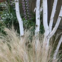 Betula Utilis Subsp. Jacquemontii -RootJoy Sales Shop tr2000029151 card5 lg