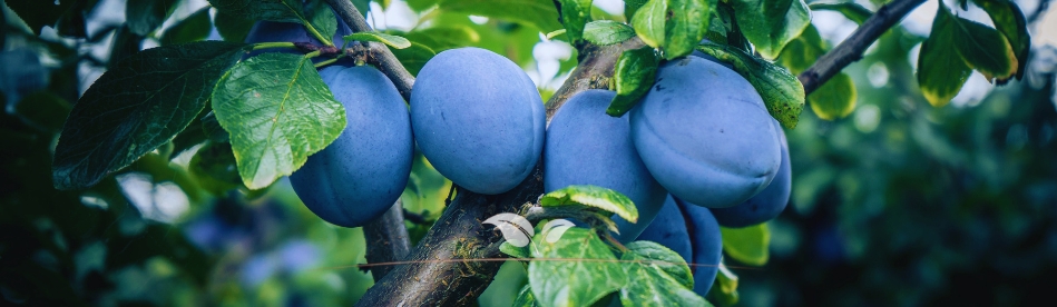 Front Page -RootJoy Sales Shop banner781