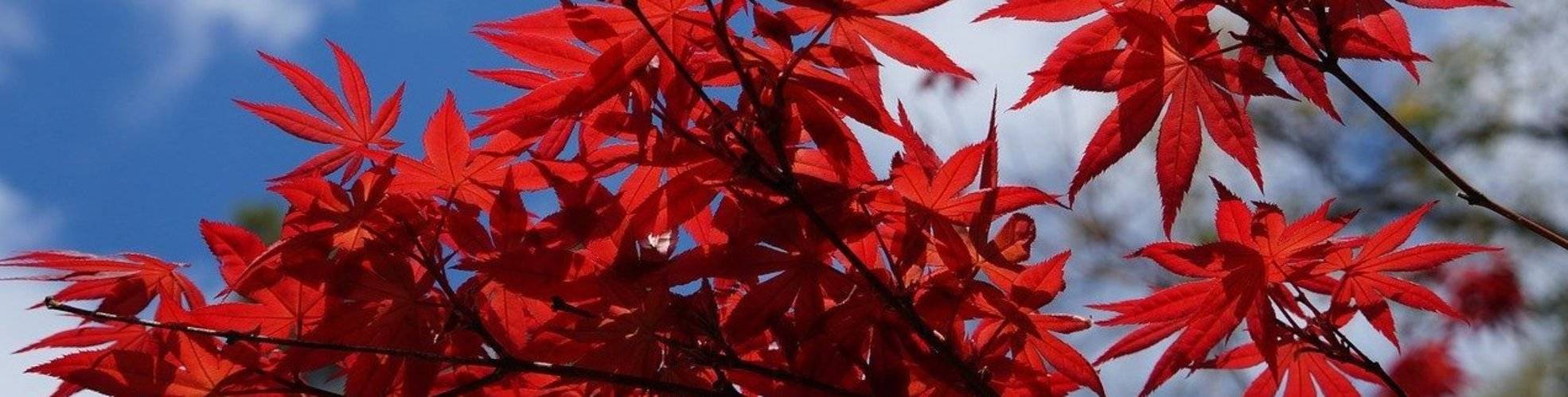 Front Page -RootJoy Sales Shop banner782