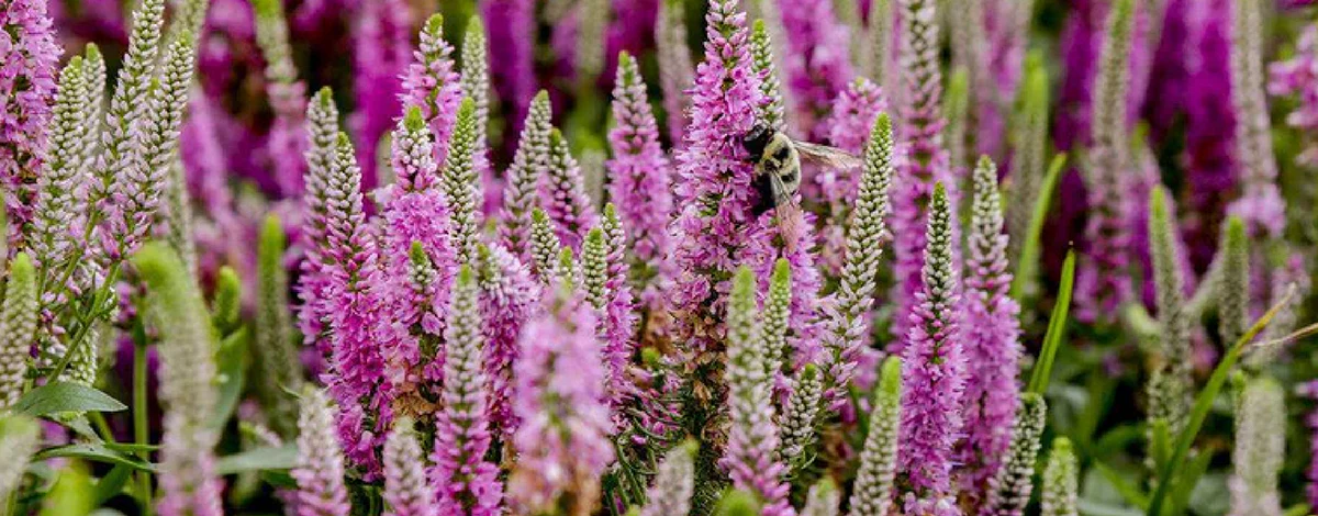 Front Page -RootJoy Sales Shop banner906